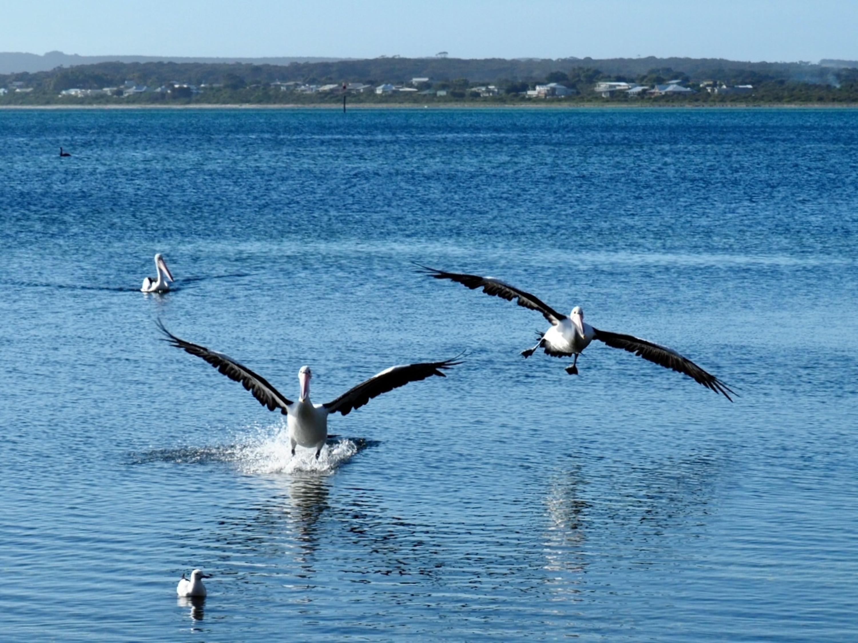 Mercure Kangaroo Island Lodge American River Buitenkant foto