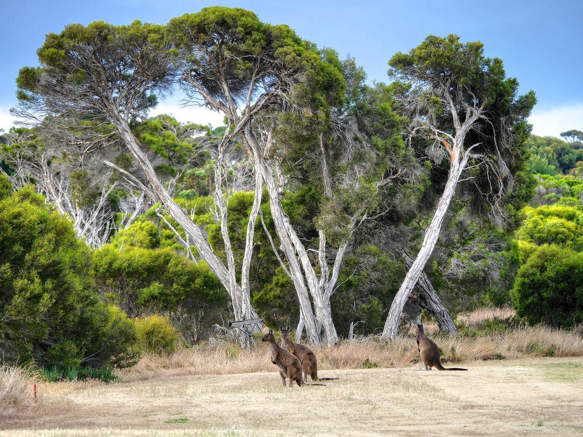 Mercure Kangaroo Island Lodge American River Buitenkant foto